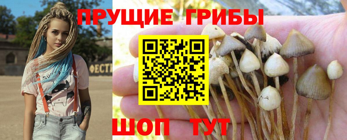 Галлюциногенные грибы GOLDEN TEACHER  Псилоцибиновые грибы GOLDEN TEACHER  Вход с VPN  Клин 